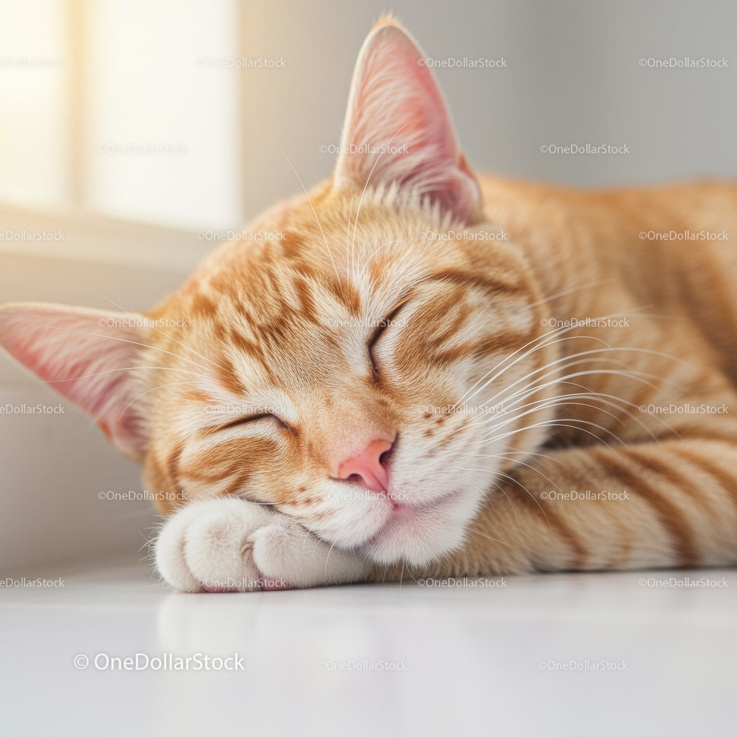 Close up of peaceful ginger cat sleeping by window