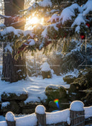 Snowy forest scene with sunlight filtering through pine branches