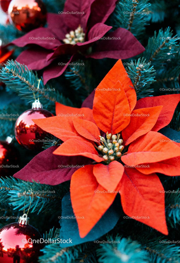 Vibrant poinsettias and festive red baubles on pine