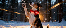 Playful dog with glowing red bow in snowy forest