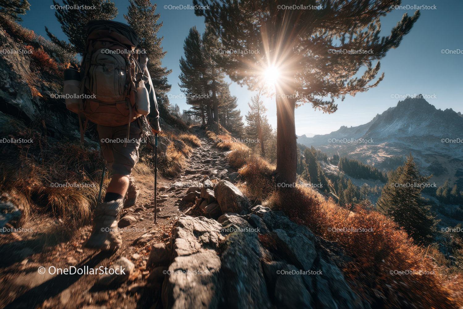 Mountain Trail Trekking with Sunset Sunlight and Pine Trees