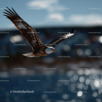 Majestic Sea Eagle in Flight Over Ocean Waters