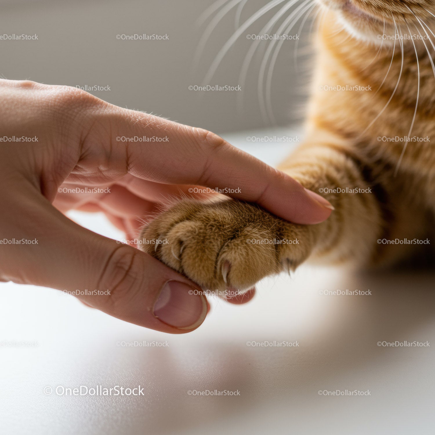 Human hand gently holding a cat's paw close up