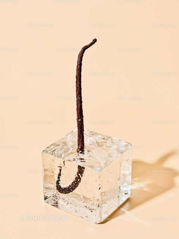Vanilla Bean Encased in Clear Ice Cube on Beige Background