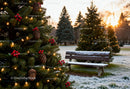 Decorated Christmas Trees with Snowy Bench at Sunset
