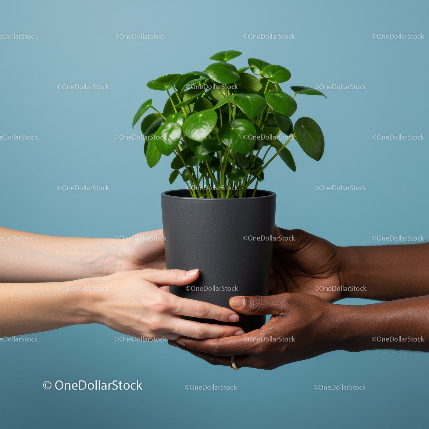 Diverse hands sharing a green potted plant together