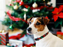 Jack Russell dog with festive collar near Christmas tree