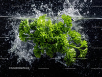 Fresh Green Parsley Splash with Water Effect
