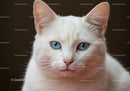Close up portrait of white cat with striking blue eyes