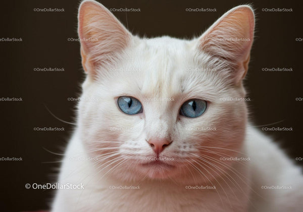 Close up portrait of white cat with striking blue eyes