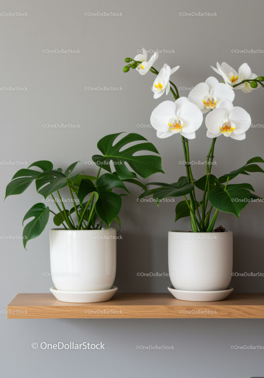 White Orchids and Monstera Potted Plants Interior Decor
