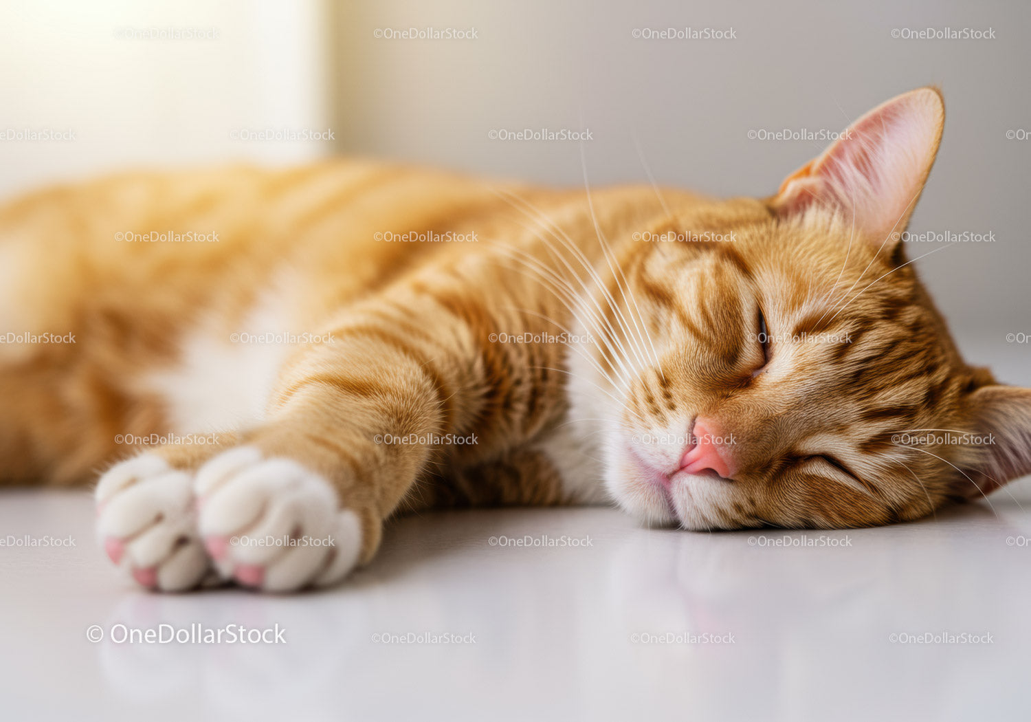 Sleeping orange tabby cat resting peacefully indoors
