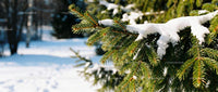Snow-covered pine branches in serene winter forest