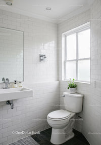 Minimalist White Bathroom with Green Plant and Natural Light