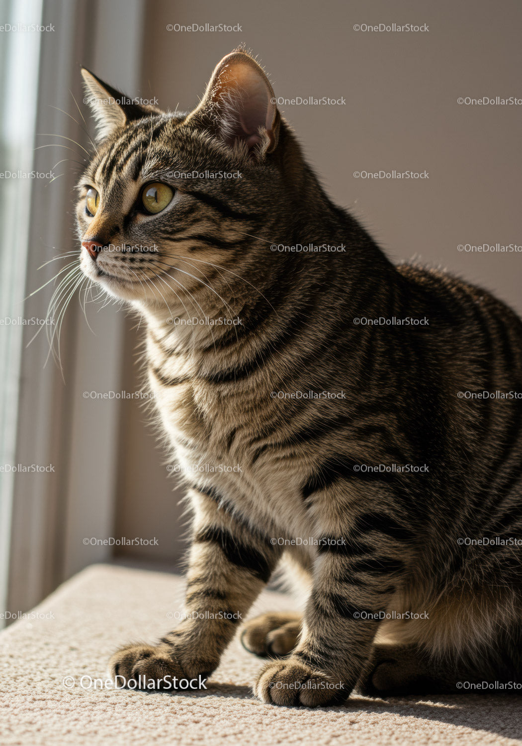 Curious tabby cat gazing outside near window