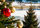 Christmas Trees with Ornaments by Frozen Lake in Winter Village