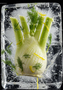 Fresh fennel bulb frozen in clear ice block