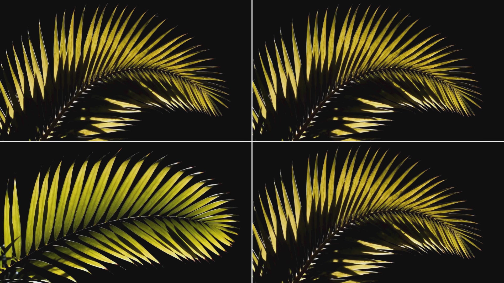 overlay-video-preview:overlays-palm-frond-20260417125238:20260417125238-18.mp4