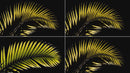 overlay-video-preview:overlays-palm-frond-20260417125238:20260417125238-18.mp4