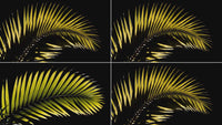 overlay-video-preview:overlays-palm-frond-20260417125238:20260417125238-18.mp4