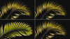 overlay-video-preview:overlays-palm-frond-20260417125238:20260417125238-18.mp4