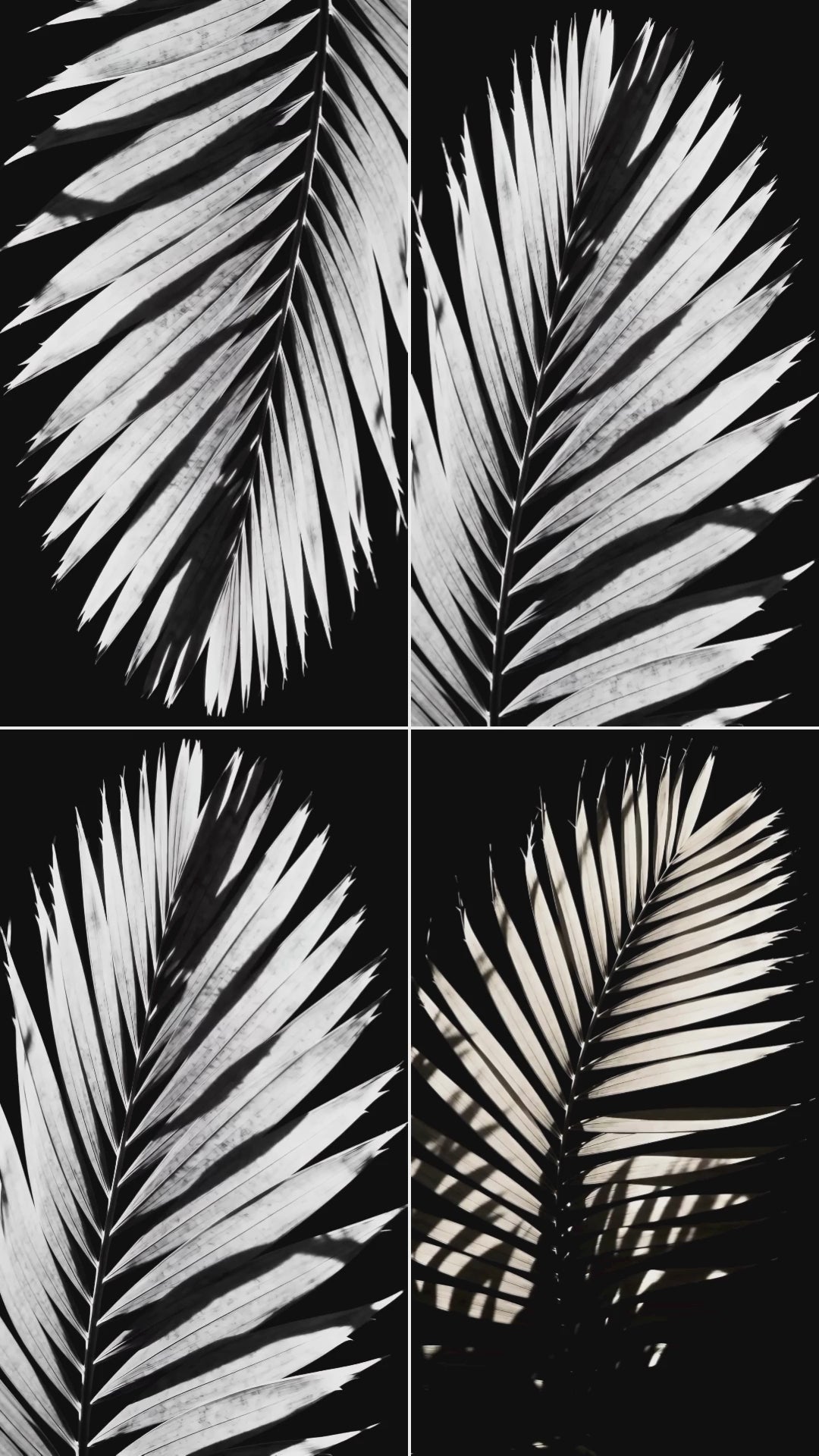 overlay-video-preview:overlays-bw-palm-frond-20260417124215:20260417124215-2.mp4