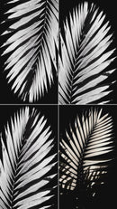 overlay-video-preview:overlays-bw-palm-frond-20260417124215:20260417124215-2.mp4