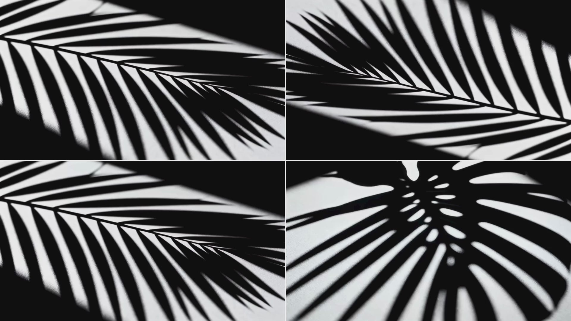 overlay-video-preview:overlays-leaves-shadow-20260417124920:20260417124920-14.mp4