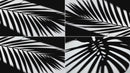overlay-video-preview:overlays-leaves-shadow-20260417124920:20260417124920-14.mp4