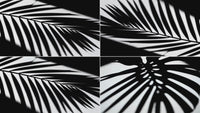 overlay-video-preview:overlays-leaves-shadow-20260417124920:20260417124920-14.mp4