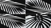 overlay-video-preview:overlays-leaves-shadow-20260417124920:20260417124920-14.mp4