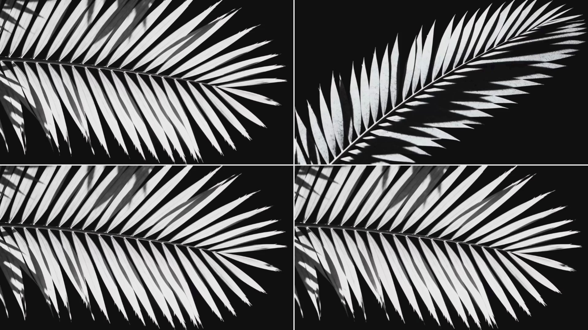 overlay-video-preview:overlays-pictorial-leaf-20260417125305:20260417125305-20.mp4