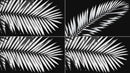 overlay-video-preview:overlays-pictorial-leaf-20260417125305:20260417125305-20.mp4