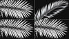 overlay-video-preview:overlays-pictorial-leaf-20260417125305:20260417125305-20.mp4