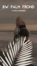 overlay-video-preview:overlays-bw-palm-frond-20260417124215:20260417124215-1.mp4